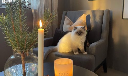 321177087_581652743772765_6909067756483126989_n (1)